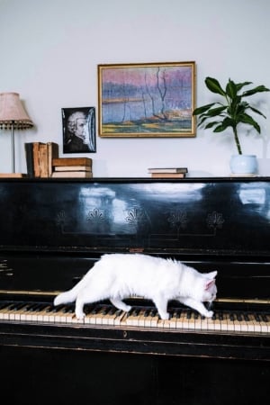 a cat walking on a piano shows the property's head lease allows pets in the building